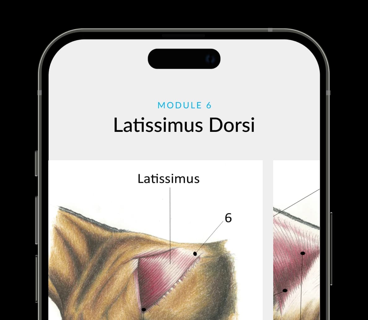 Equine app on a phone