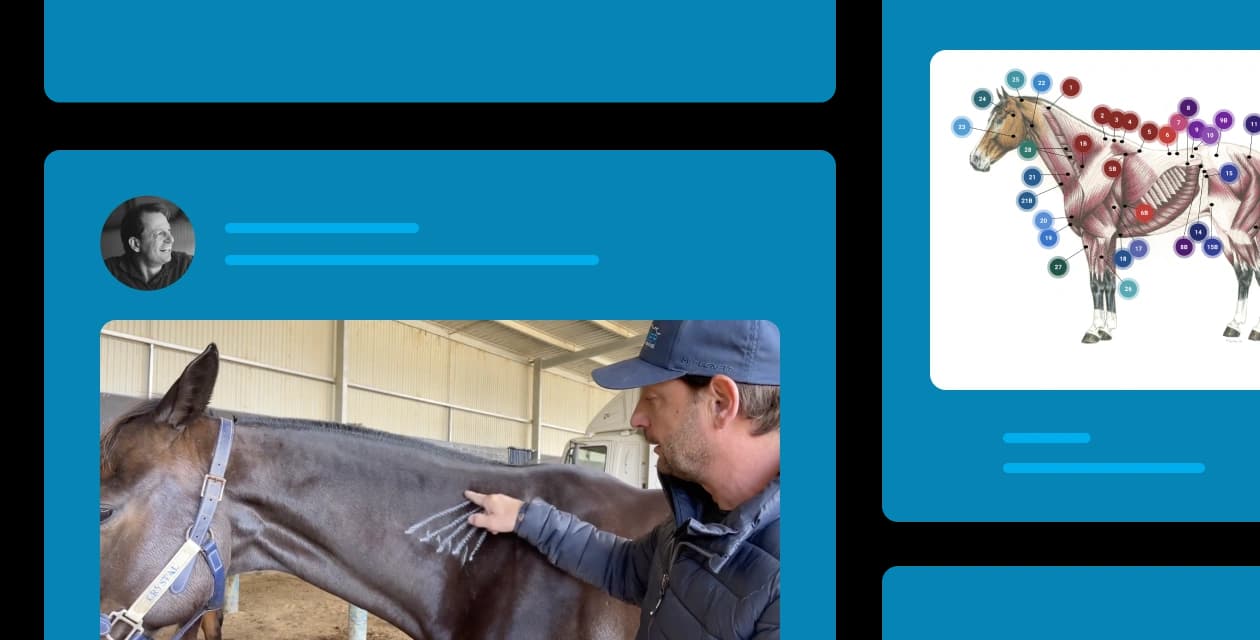 Ready to learn how to check soreness in your horse?
